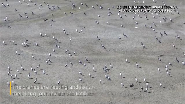 🐦Тысяча журавлей готовится к перелёту через Гималаи