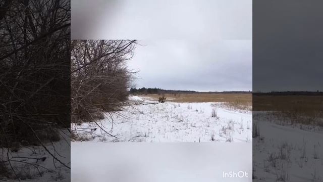 Несколько охотничьих моментов в 2018 году.