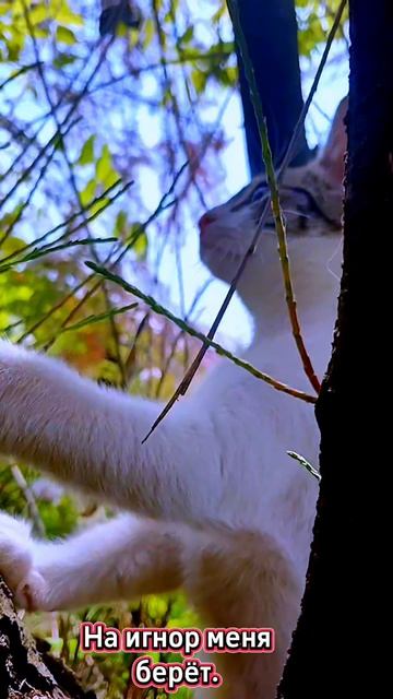 Котик. Тишка озорной!