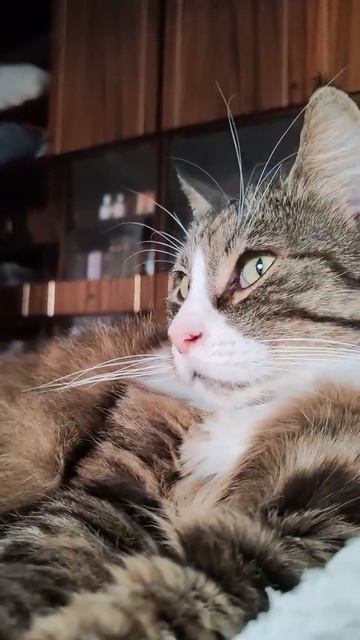 Котик Кысь