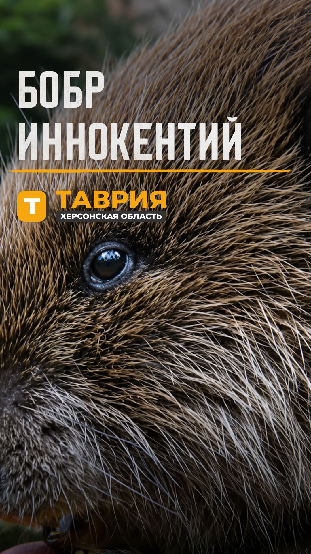 🦫 Бобр Иннокентий