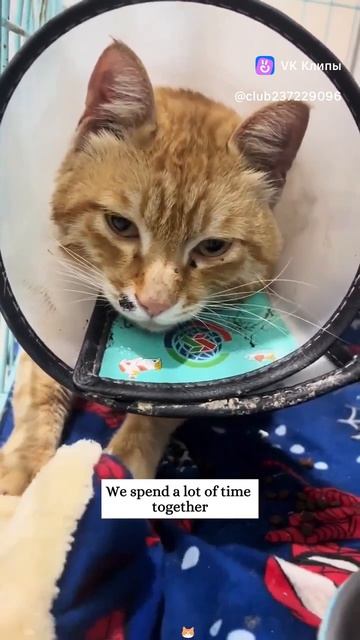 Спасение котика