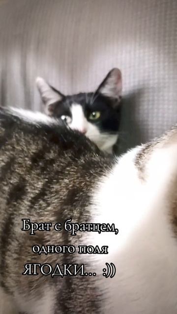 Брат с братцем.