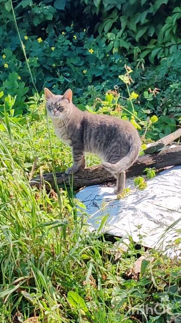 Котэ
