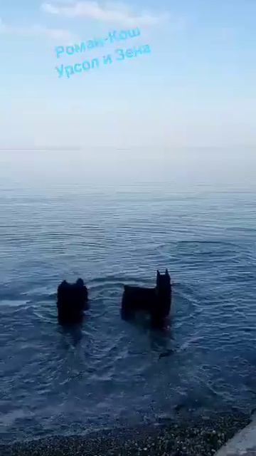 Море. Роман-Кош Урсол и ДАЗЮ партнерша. Сочи