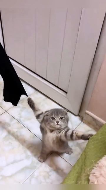 Cats Being Funny And Stupid #cats #funnycats #cats #animallover #catvideos