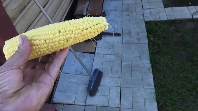 Кукуруза 24 августа