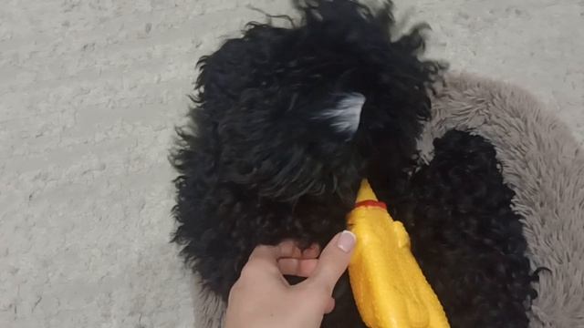 У собаки новая подружка. Собака Айза и её игрушки.