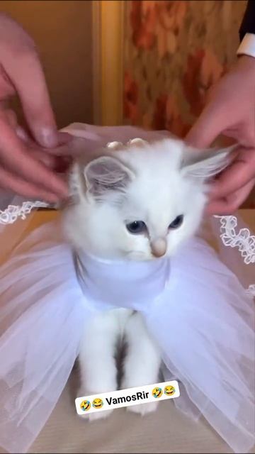а я уже невеста