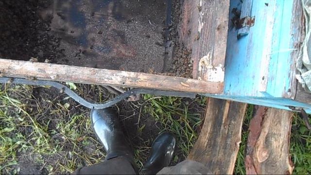 Пересаживаю пойманный рой 19