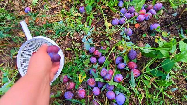 Из осени в лето.Фруктов много не бывает.
