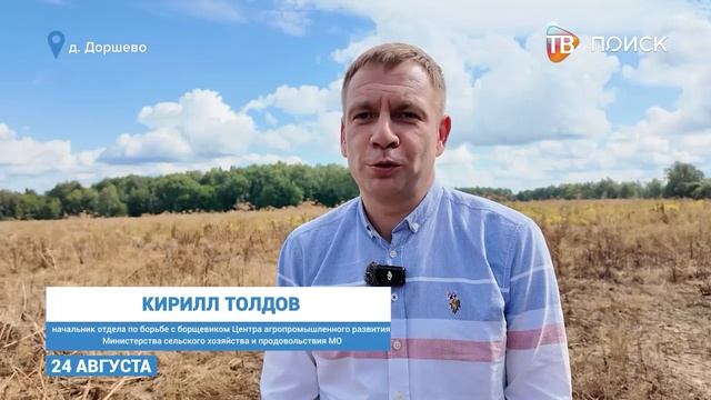 В Клину продолжают обрабатывать от борщевика частные территории