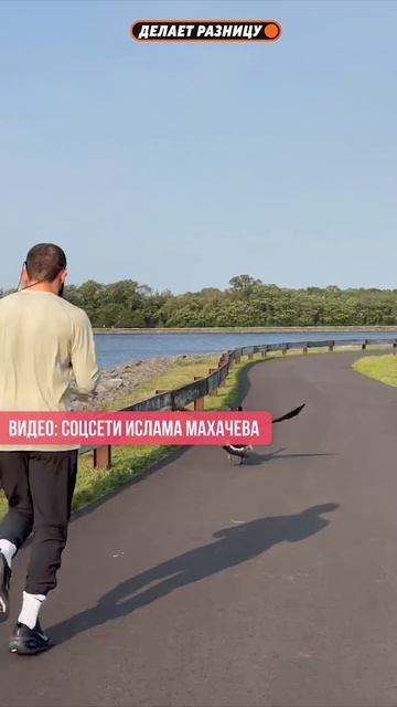 Важный гусь присоединился к тренировке Махачева