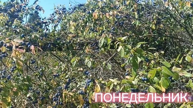 ПОНЕДЕЛЬНИК МОЖЕТ БЫТЬ В ЛЮБОМ МЕСТЕ. НО СЕГОДНЯ ТАКОЕ...