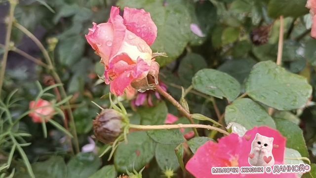 ШИКАРНЫЕ РОЗЫ. ПРОСТО ПОСМОТРИТЕ. МОИ    ЛЮБИМЫЕ. СУПЕР, ПОСЛЕ ДОЖДЯ.