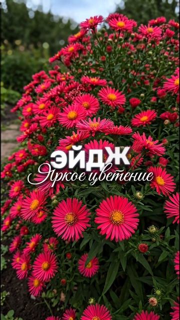 Астры для осенней посадки