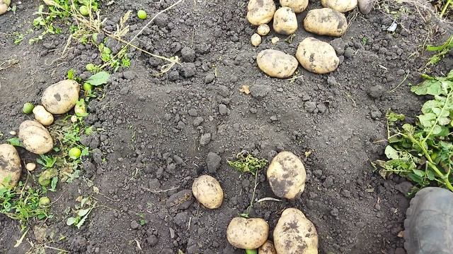 видео 23 08.26 Сынок картофель очень урожайный,крупные,вкусный стойкий фитофторозу.