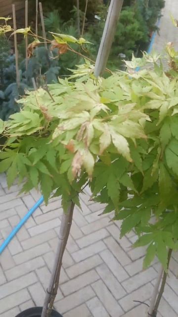 ❤🌲Клён Оранж Дрим на штамбе
✔Продажа растений в макс и телеграм канале: Https://t.me/love_is_hvoiny_