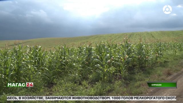 В Ингушетии завершается уборка озимых культур