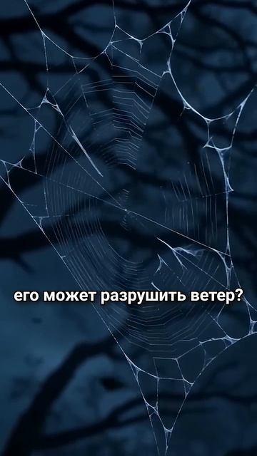 Тайна паука, скрытая в Коране!🕷️ #shorts → 👤 Towards Eternity - Русский →
