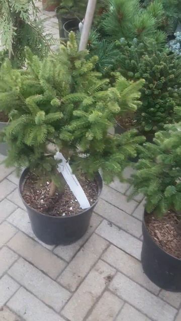 ❤🌲Ель корейская Пунгсаненсис
✔Продажа растений в макс и телеграм канале: Https://t.me/love_is_hvoiny