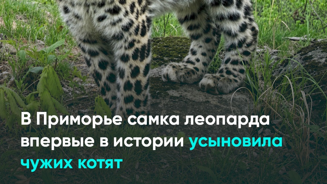 В Приморье самка леопарда впервые в истории усыновила чужих котят
