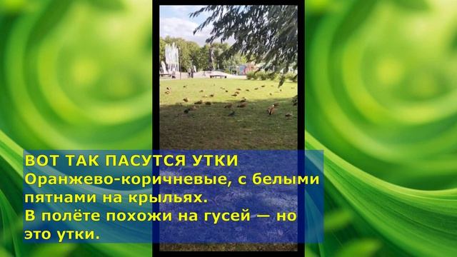 Парк Дружбы, Москва