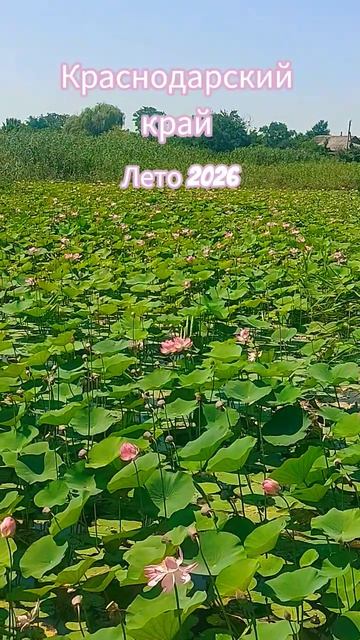 где то на юге🏝лето в Краснодарском крае