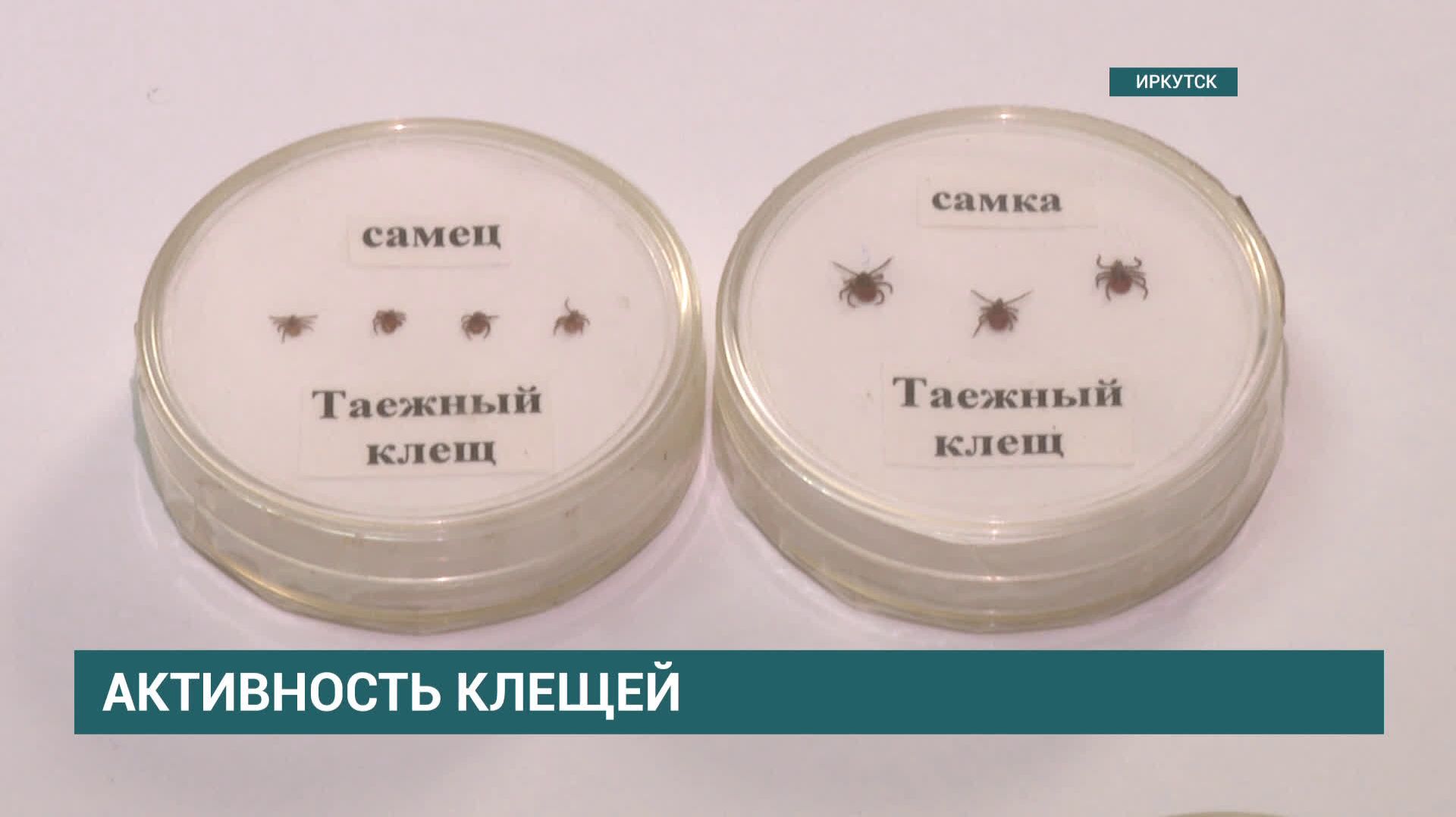 В Центр диагностики и профилактики клещевых инфекций за лето обратились более 14 тысяч человек