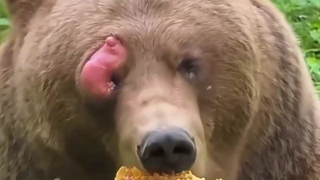 Пчёлы знают куда жалить, но медведь продолжает пировать 😋