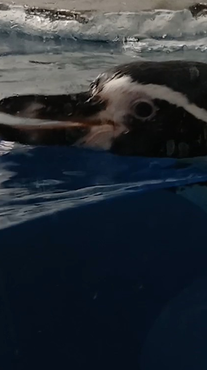 Океанариум, водные процедуры пингвин 🐧👍❤️