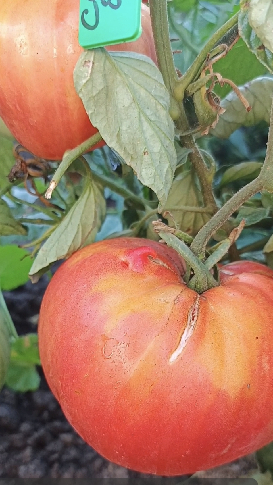Томат СИБИРСКИЙ БРОЙЛЕР: ранний, крупный, сладкий! Мой отзыв 🍅