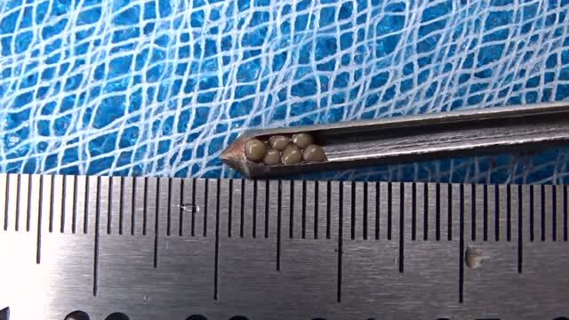 Amu Darya Shovelnose P. Kaufmanni  Mature Female Taking Biopsy For PI. Nukus Balyk Hatchery 05.04.26