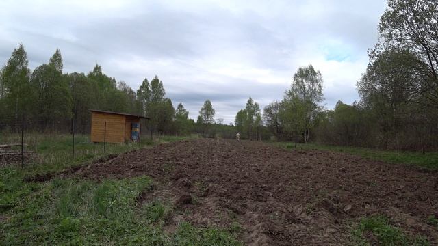 Сеем медоносы для пчел. Мордовник шароголовый под покров фацелии.