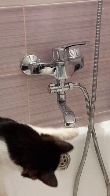 Кошка в ванной