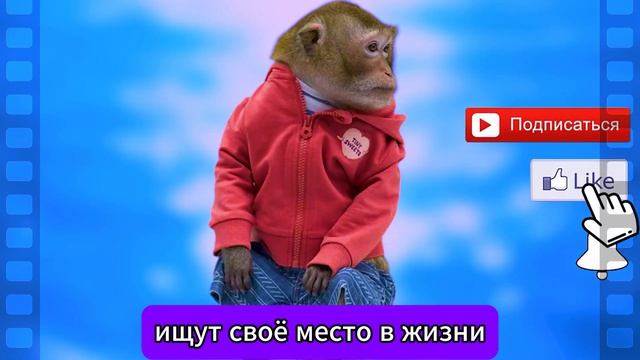 Майор и Меймун 2 сезон 1-8 серия  Егор Долгополов детектив комедия Премьера на НТВ анонс 2025