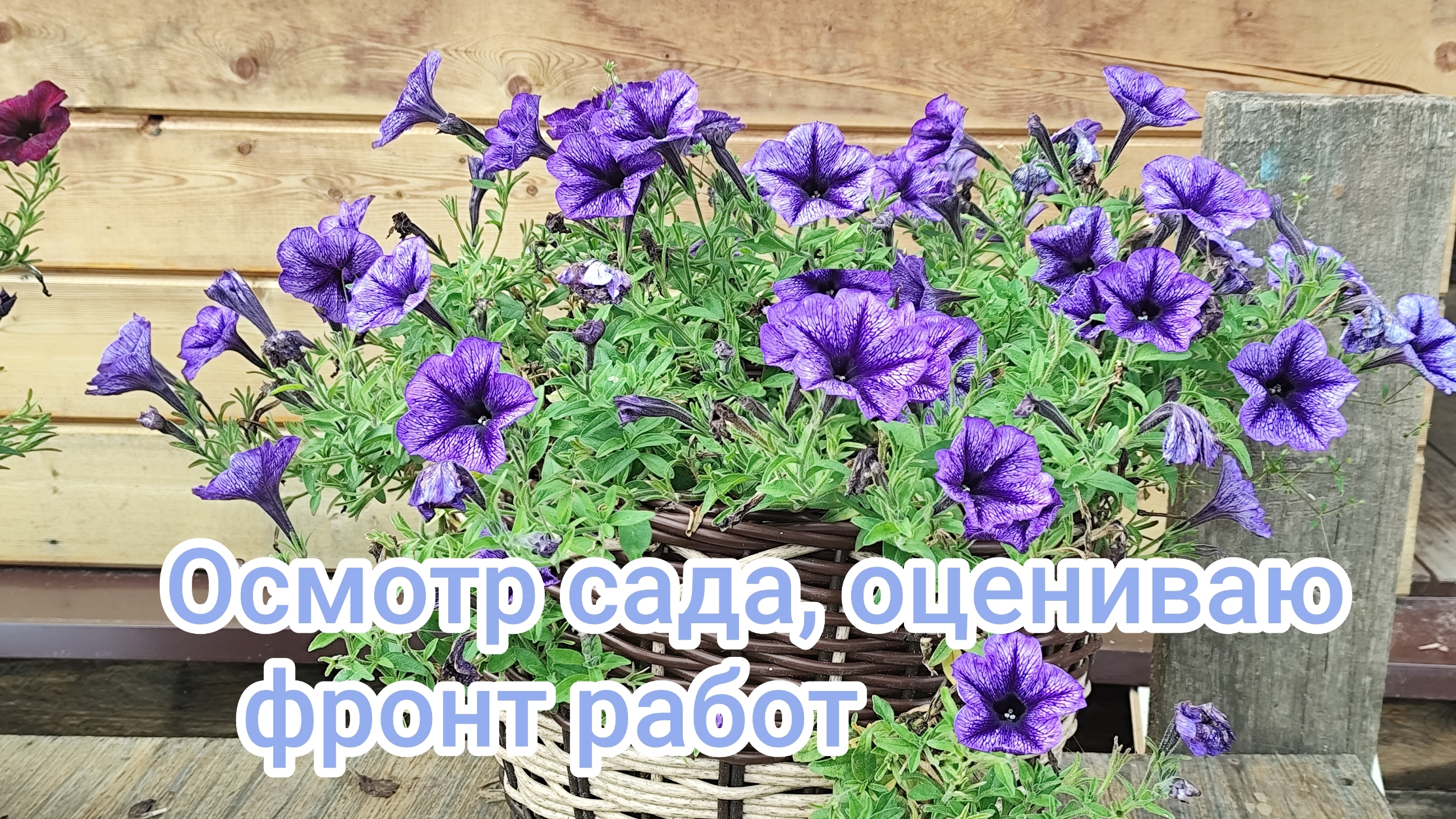 Осмотр сада, оцениваю фронт работ