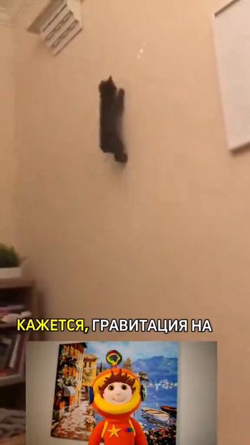 Кот-паук