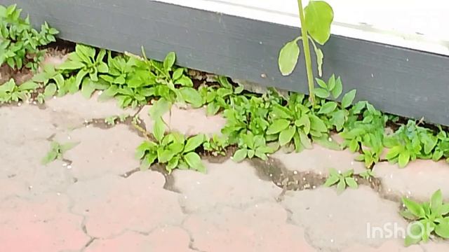 И так подсолнухи 🌻 растут 🤣. 24.08.2026