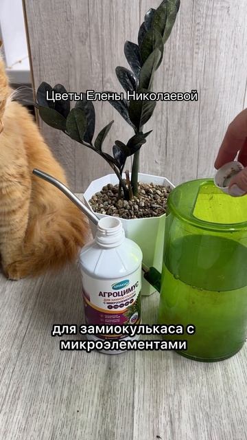Никто не верит, что Замиокулькас так быстро растет!