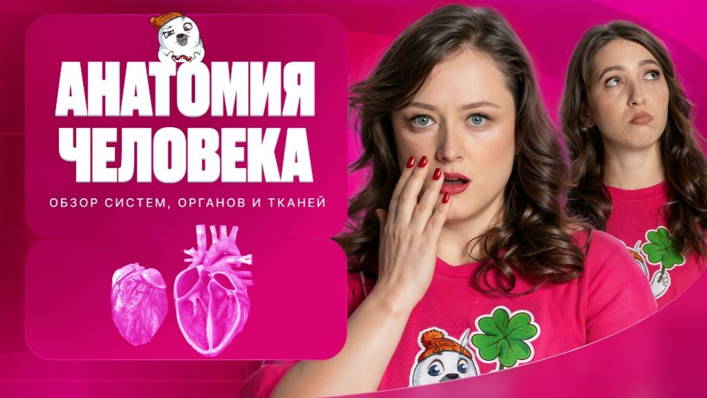 Анатомия человека. Обзор систем органов и тканей |  ЕГЭ-2026 с Биологическим Тюленем | Stepenin.ru