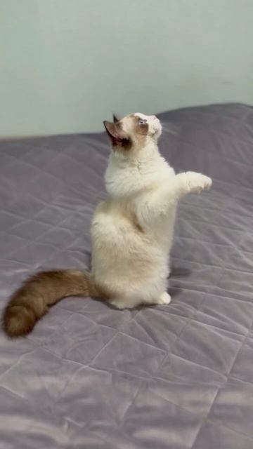 Котята рэгдолл.
