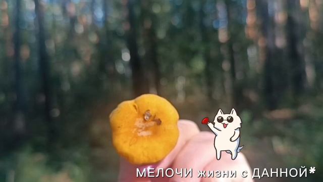 ФАРА НОЧИ**КОРОЛЕВА КРАСОТЫ**ПРОГУЛКА ПО ЛЕСУ. ПРЕКРАСНЫЙ💕😍 ДЕНЬ☀.