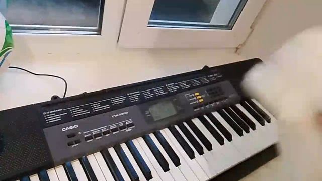 нерпа с играет синтезатор