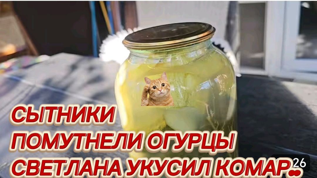 САМВЕЛ АДАМЯН, СЫТНИКИ, ПОМУТНЕЛИ ОГУРЦЫ, СВЕТЛАНУ УКУСИЛ КОМАР..