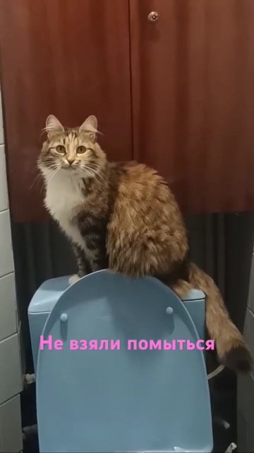 Немытую оставили
