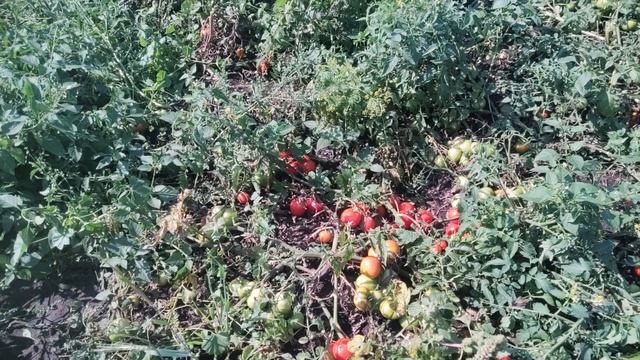 собираем помидоры🍅🍅,приехали помощники 😍