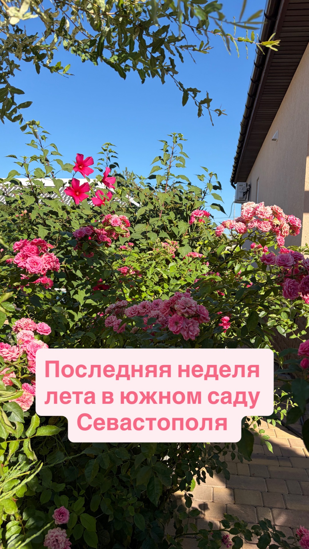Последняя неделя лета в южном саду Севастополя- жара такая что полив увеличил до июльской нормы