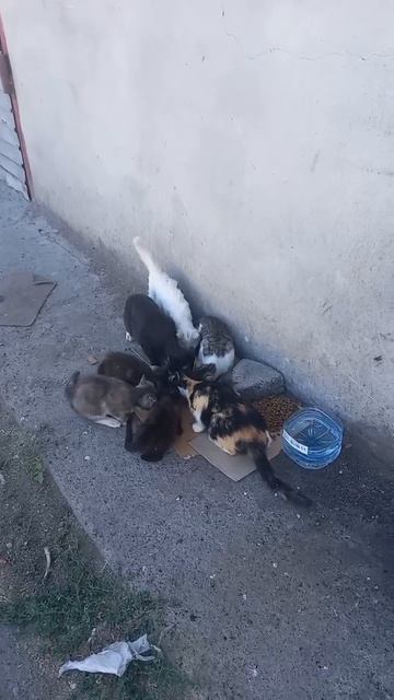 В Харцызске на базе живут кошки, появились разновозрастные котята. Среди них маленький чёрный котёно