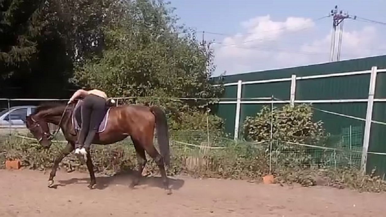 Нору долго приучали к седлу